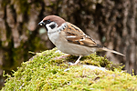BB 08 0172 / Passer montanus / Pilfink